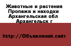 Животные и растения Пропажи и находки. Архангельская обл.,Архангельск г.